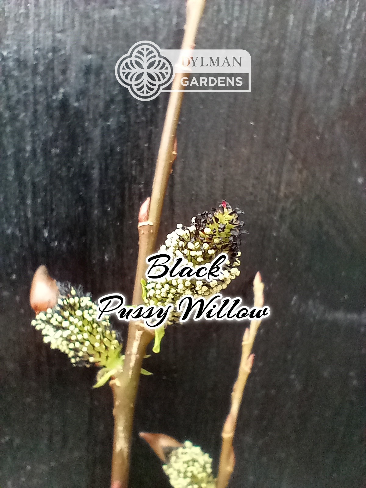 Black Pussy Willow (Salix gracilistyla ‘Melanostachys’) Rose-gold Multiple Sizes