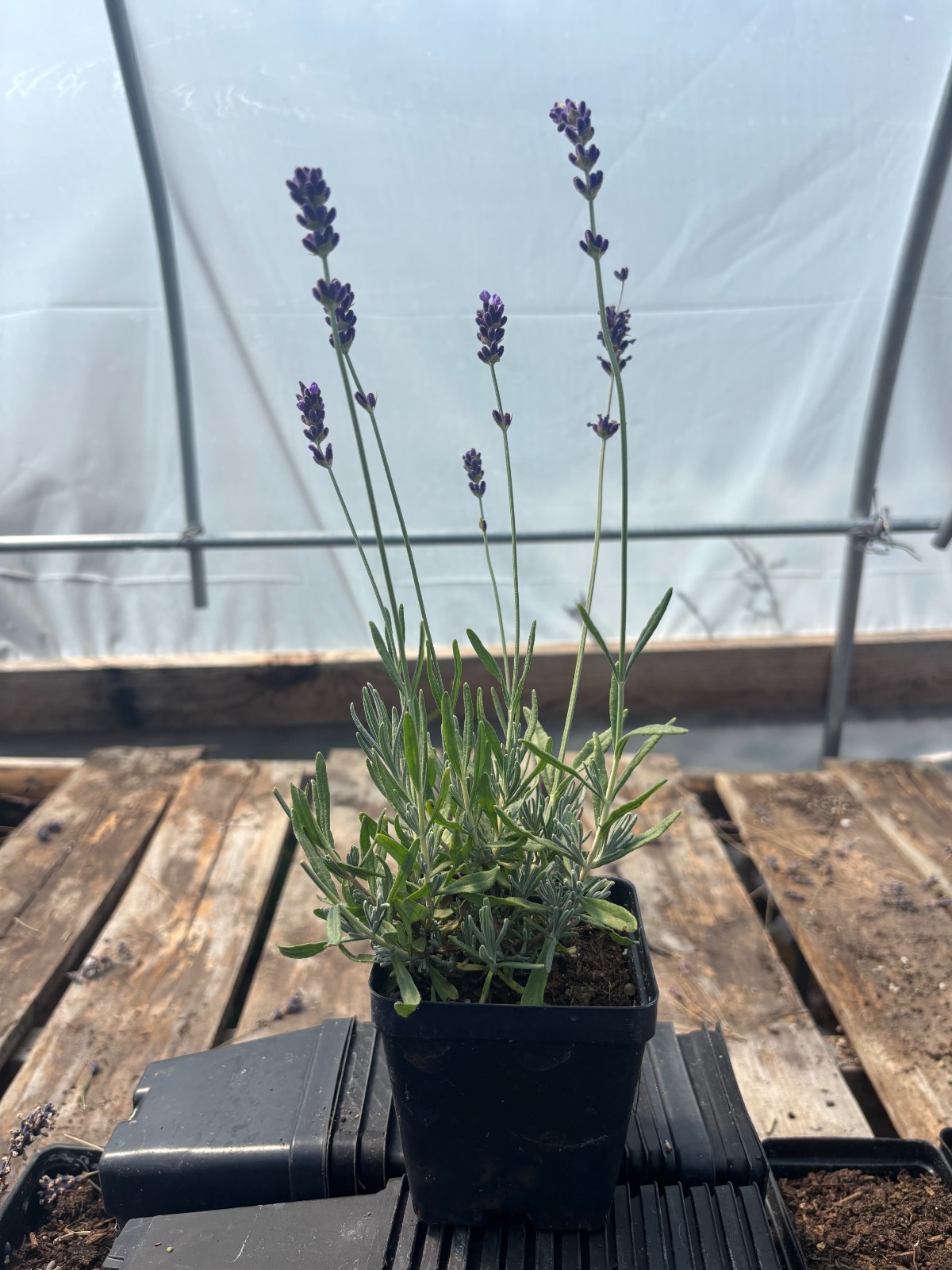 Royal Velvet English Lavender Plant | 4″ Pot | Farm-Grown Sequim WA | 10 pack