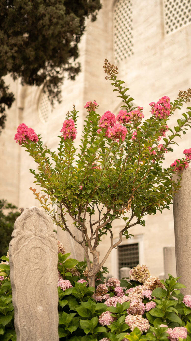 Crape Myrtle Tree Live Plant Red Fast Growing 1 Gal Pot 1-3 FT Overall Height