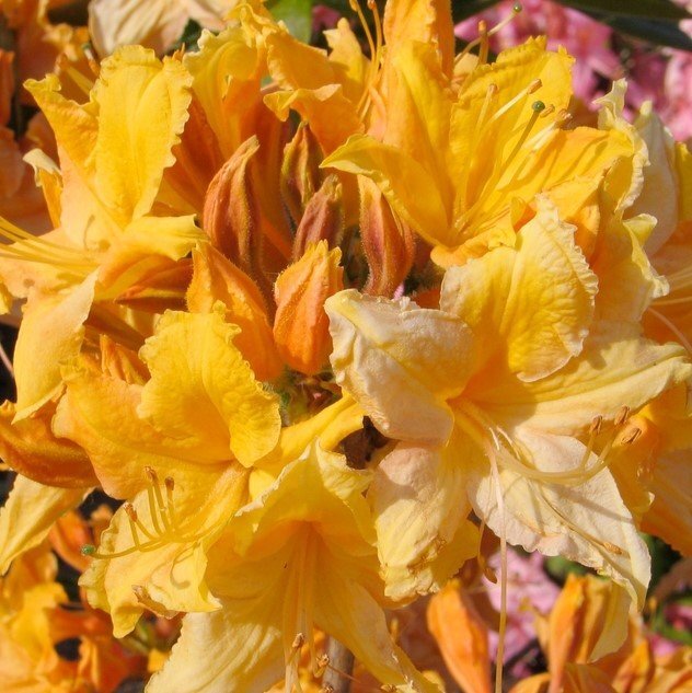 GOLDEN LIGHTS~~Azalea Rhododendron~Well Rooted Starter Plant~MAY BE DORMANT!