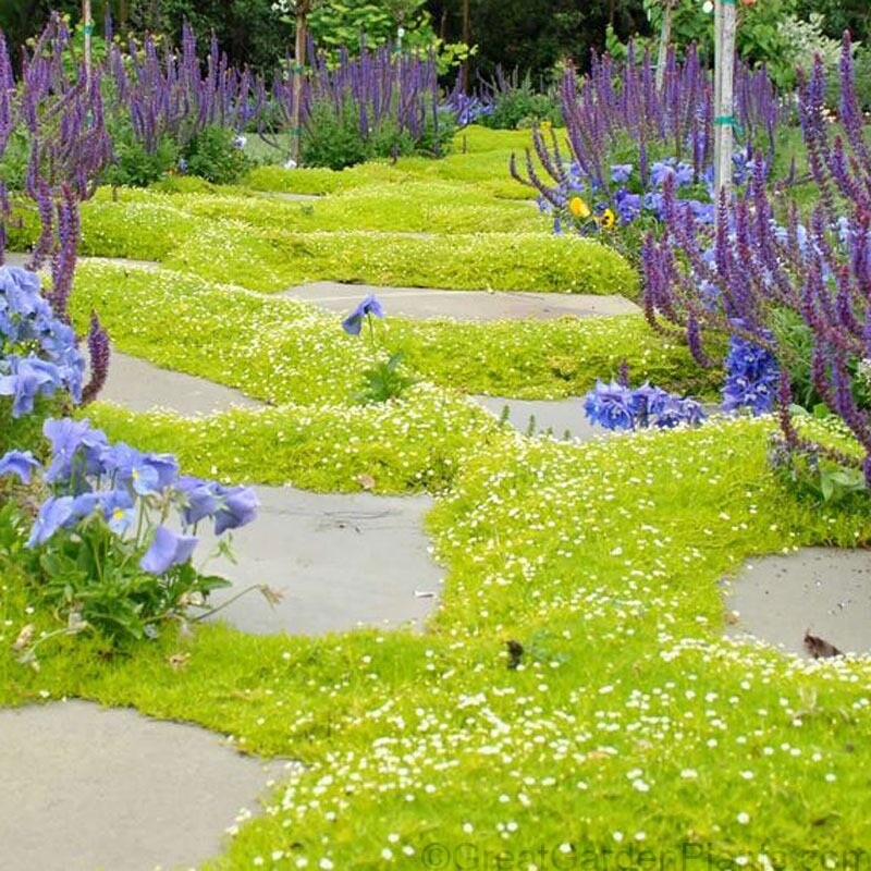 Scotch Moss (Sagina Subulata Aurea) Low-Growing Evergreen Groundcover