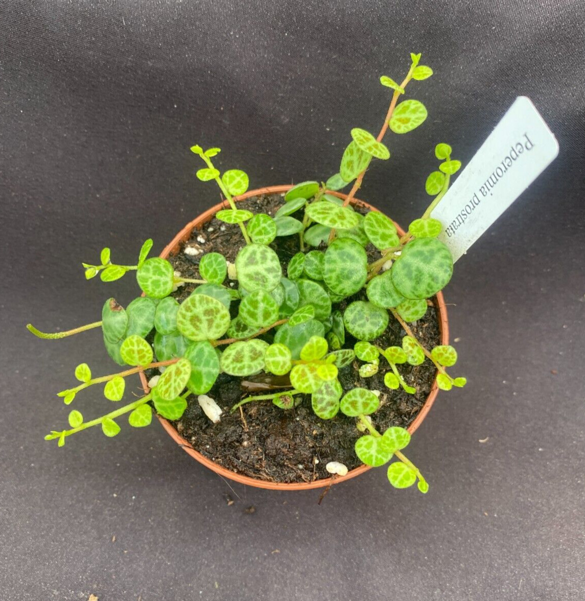 Peperomia prostrata, The String of Turtles, Rooted Plant Shipped in 3″ Pot