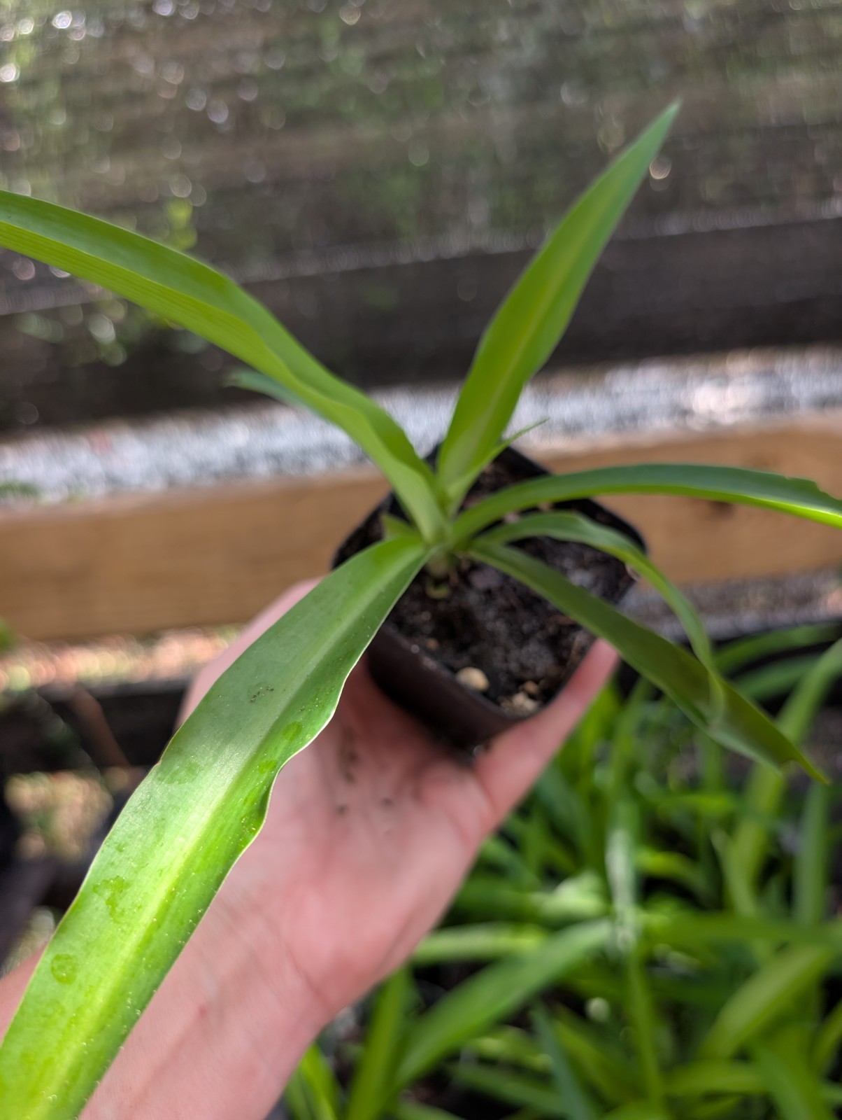 5 Rooted Shamrock Spider Plants Chlorophytum comosum Solid Green Live