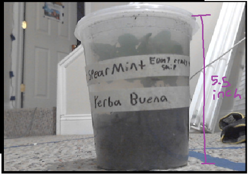 Spearmint Plant Yerba Buena