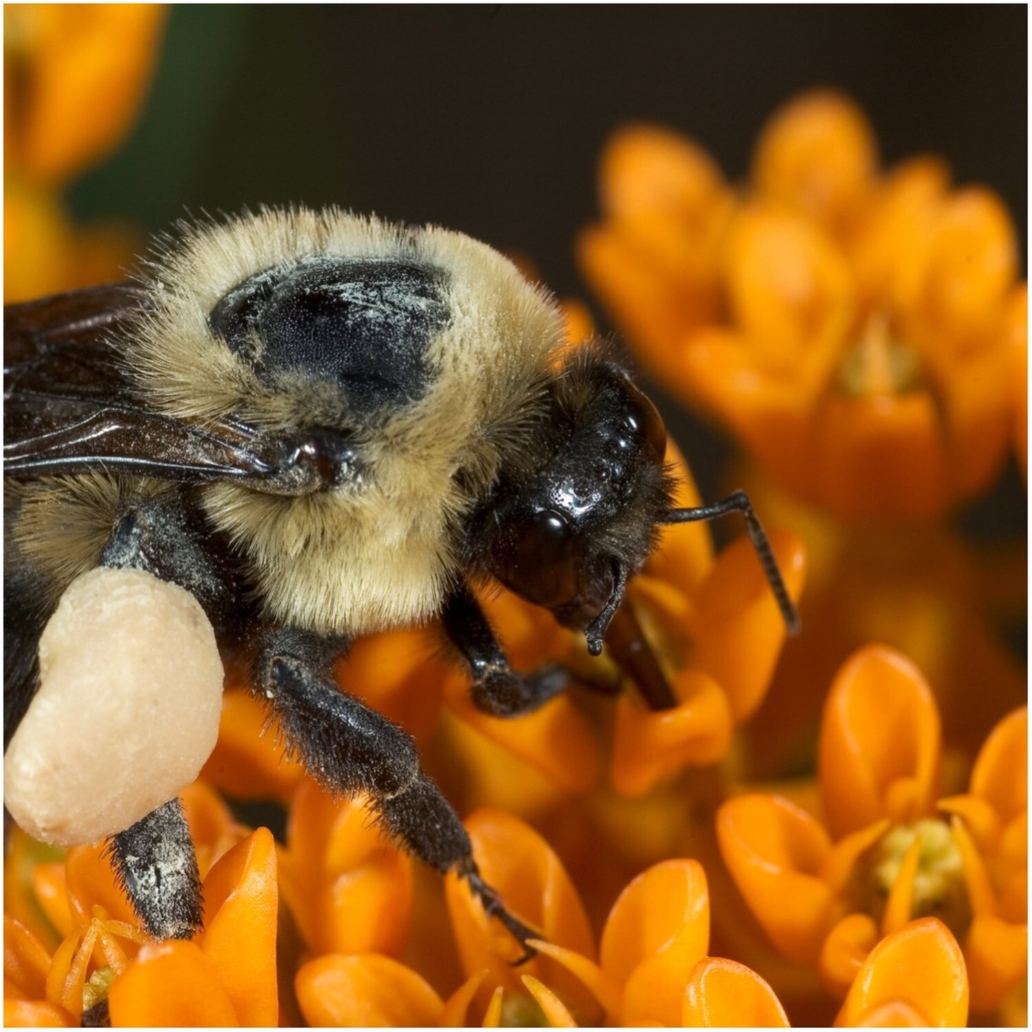 Seed Needs, Butterfly Milkweed Seeds for Planting (Asclepias tuberosa) Twin P…