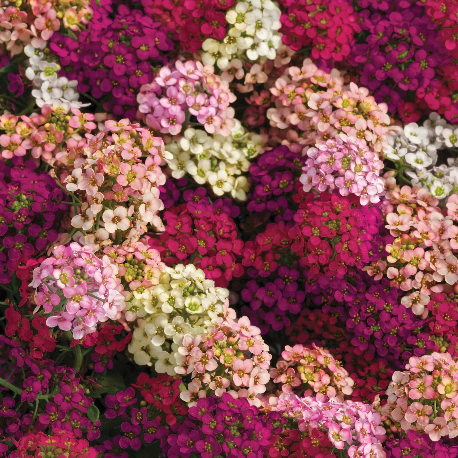 Alyssum Easter Bonnet Mix Seeds – 25 Seeds Per Packet, Non-GMO