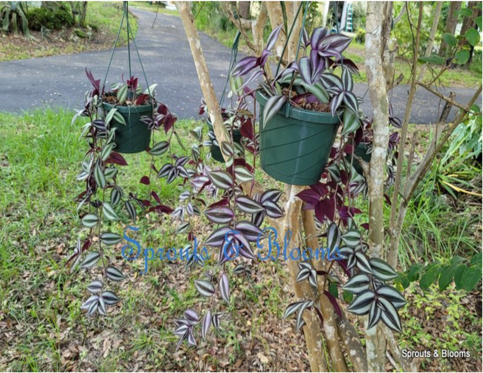 SOLD 10 Fresh Cuttings of Tradescantia Zebrina/ Wandering Jew/Spiderwort,Purple