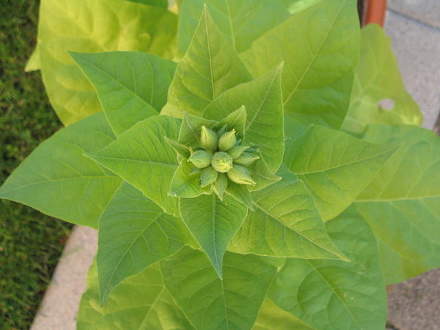 TOBACCO Seeds, TN90 Variety *FREE Shipping!* Burley Nicotiana tabacum 500+ SEEDS