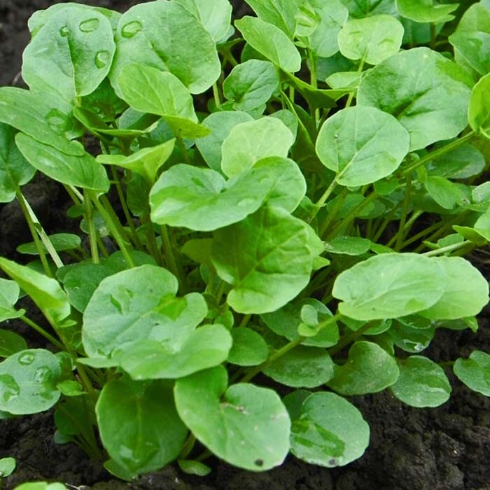 Upland Cress Seeds | Heirloom / Non-GMO | Free Shipping | Seed Store | 1156