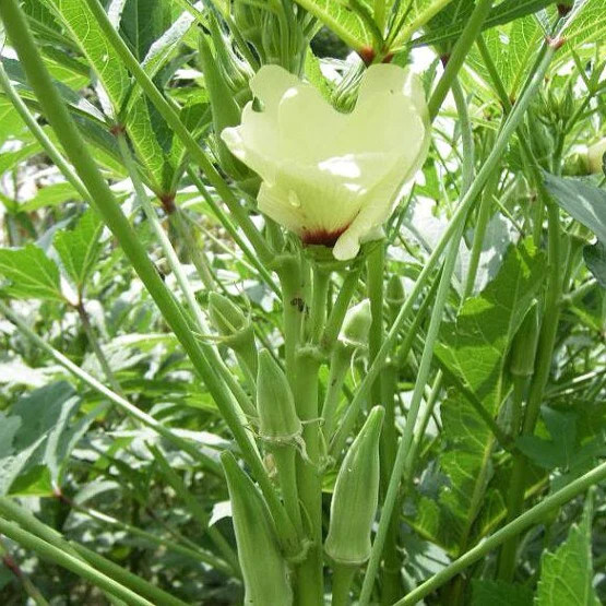Clemson Spineless Okra Seed – 1 Tsp (50+ Seeds)