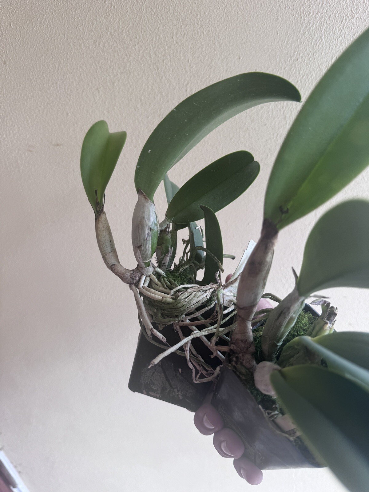 Pot. Creation ‘Summer Choice’ Cattleya Orchid Plant Blooming Size 4”