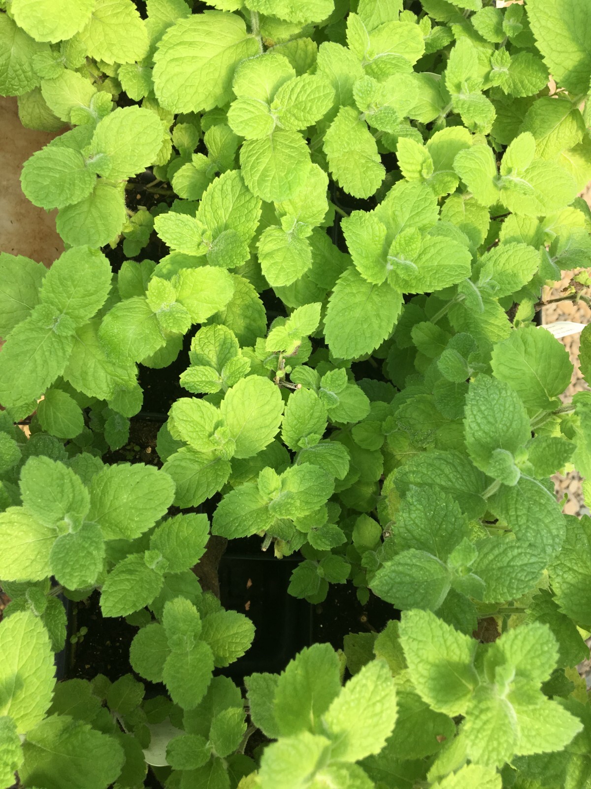 Mentha nilaca/Egyptian Mint 2 1/2″ pots