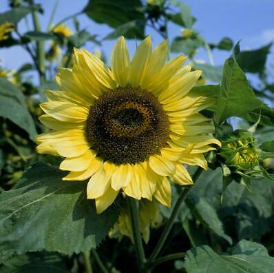 Helianthus Lemon Queen 250 seeds