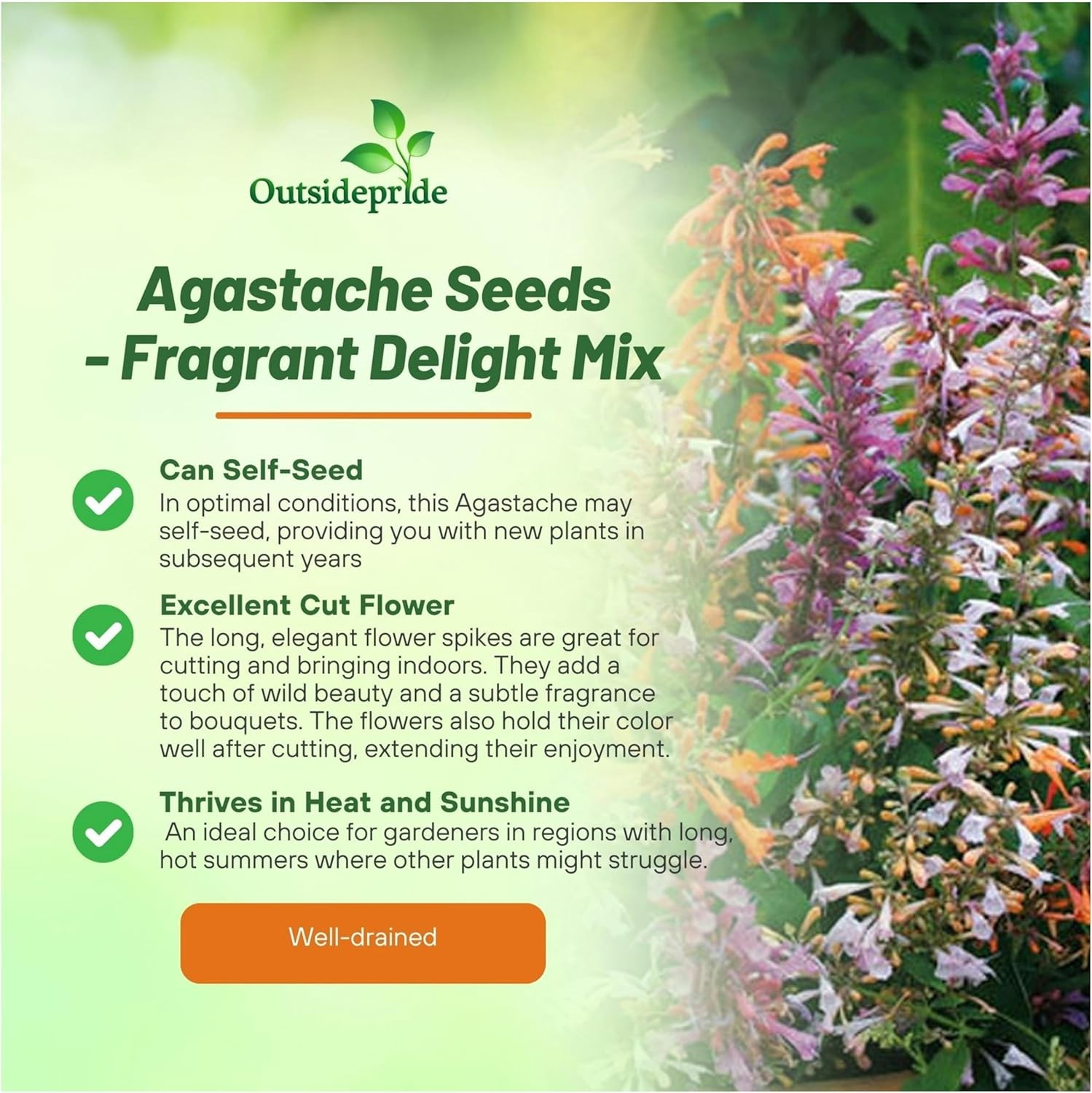 200 Seeds Agastache Aurantiaca Fragrant Delight Mexican Hyssop Flower Seed Mix