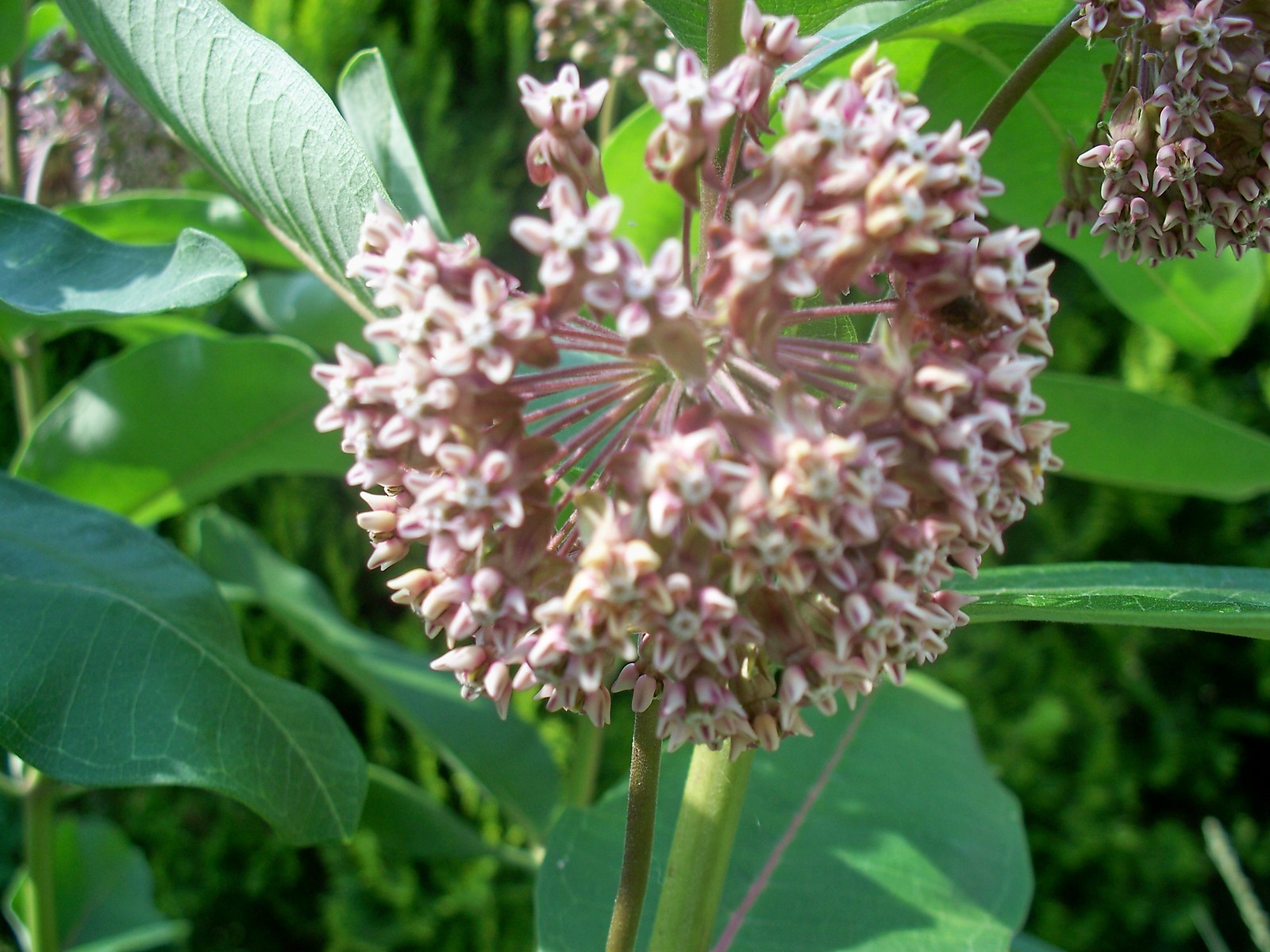 300 SEEDS COMMON MILKWEED ASCLEPIAS SYRIACA