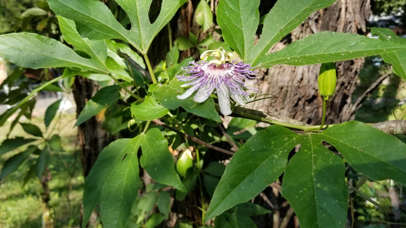 passion flower live plant/Maypop (buy one get one free for good measure)