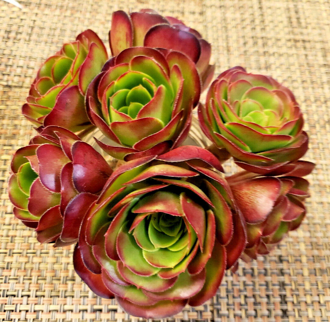 2 x MEDIUM SIZE AEONIUM ‘VELOUR’ CUTTING – 2″ (= 5 CM) diameter