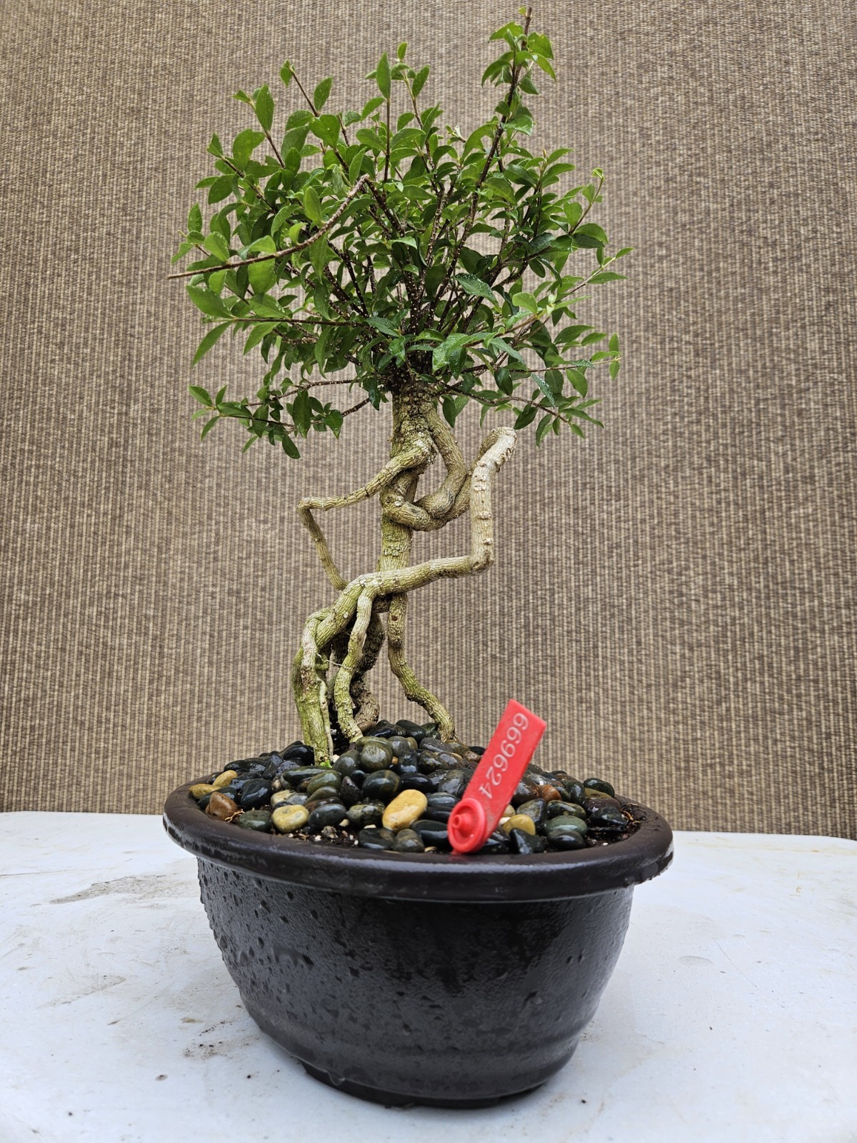 Old Barbados Cherry ( Malpighia Glabra-Hồng ngọc mai ) Bonsai Tree,,,sale