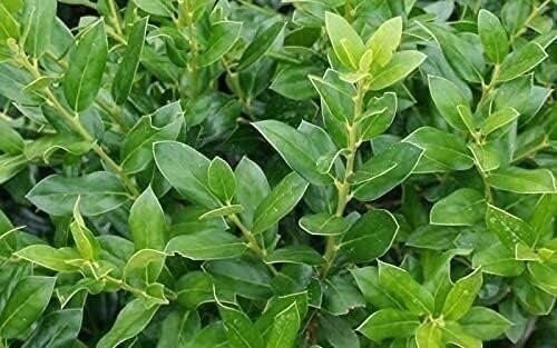 Ilex Needlepoint Chinese Holly | Quart | Ilex cornuta | Evergreen Privacy