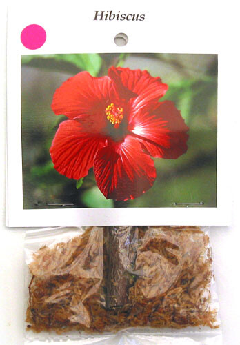 HAWAIIAN PINK HIBISCUS PLANT CUTTING 1 Cutting 2 – 4 In. Long