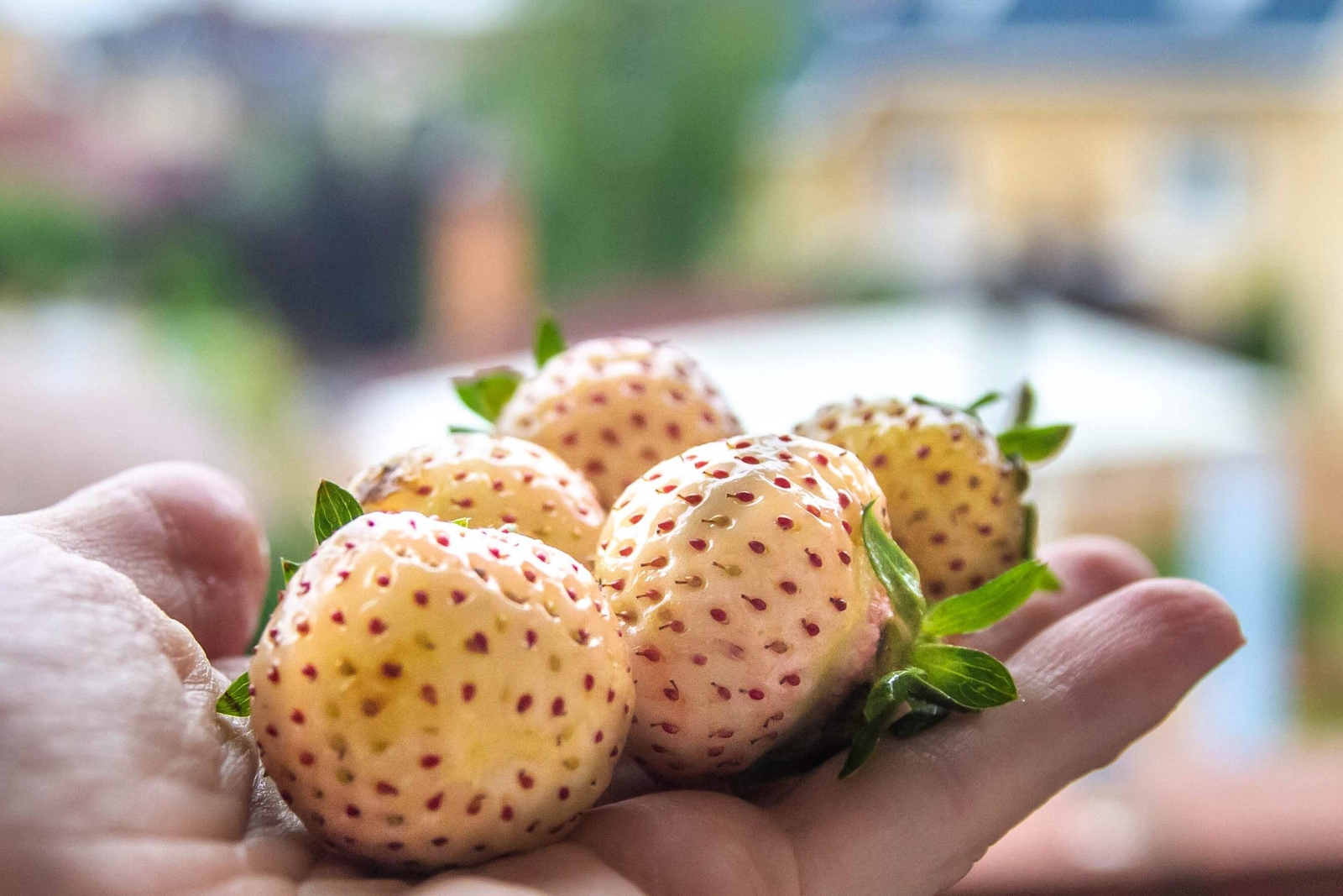 100 WHITE SOUL STRAWBERRY Fragaria Vesca Fruit Flower Berry Seeds *Comb S/H