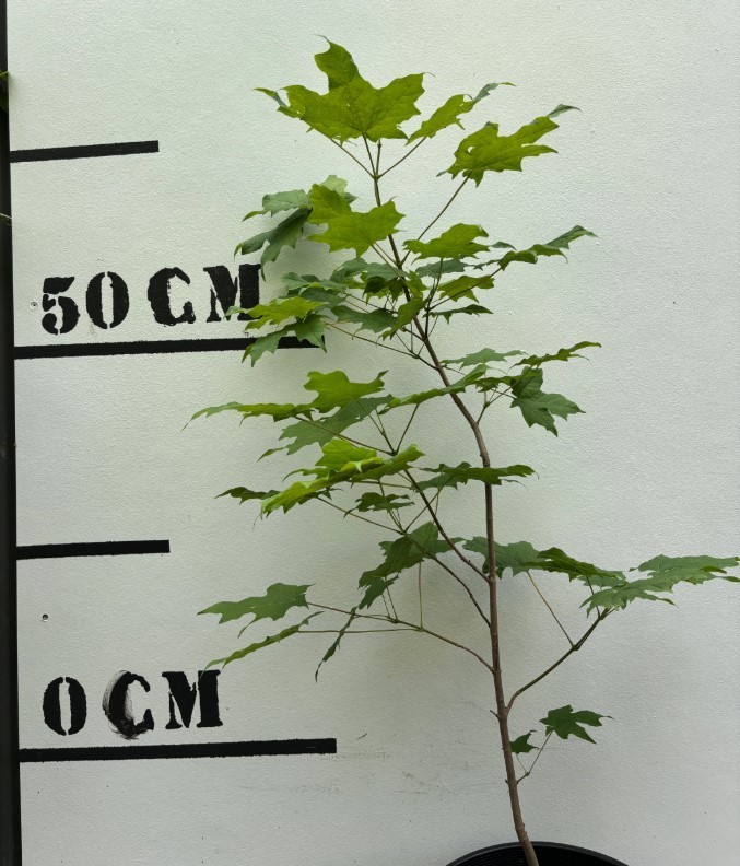 Sugar Maple Live Tree – 18-28″ Tall – 1gal Pot – Deciduous Tree for Landscape