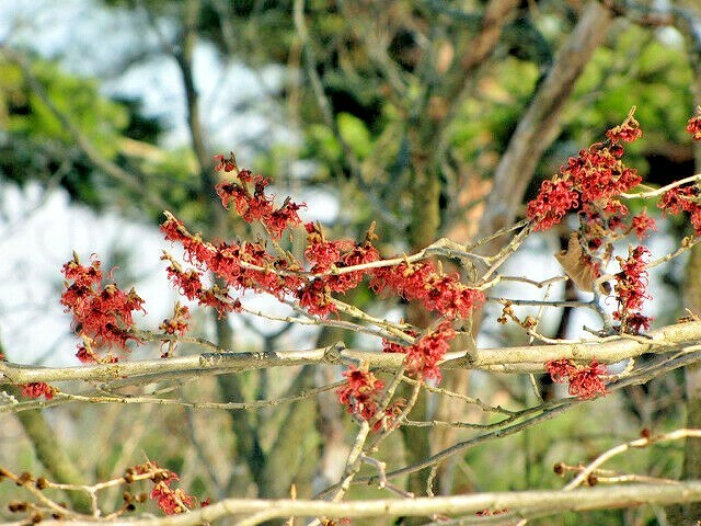 10 GEORGES WITCH HAZEL SEEDS – Hamamelis × intermedia