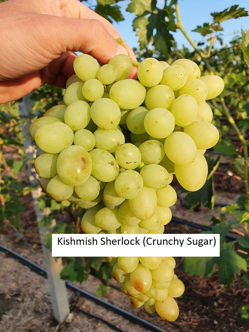 Kishmish Sherlock (Crunchy Sugar) SEEDLESS GRAPE – 5 cuttings- imported ,Ukraine