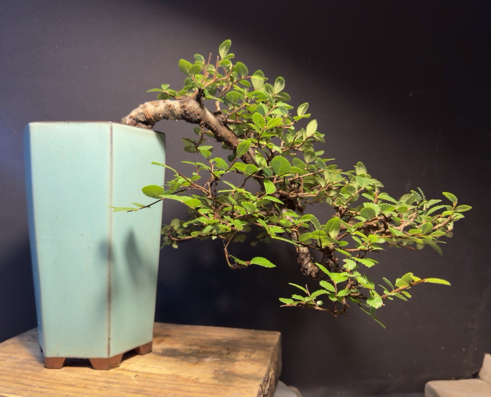 Bonsai Tree Cork Bark Chinese Elm Cascade From Root Cutting Quality Chinese Pot