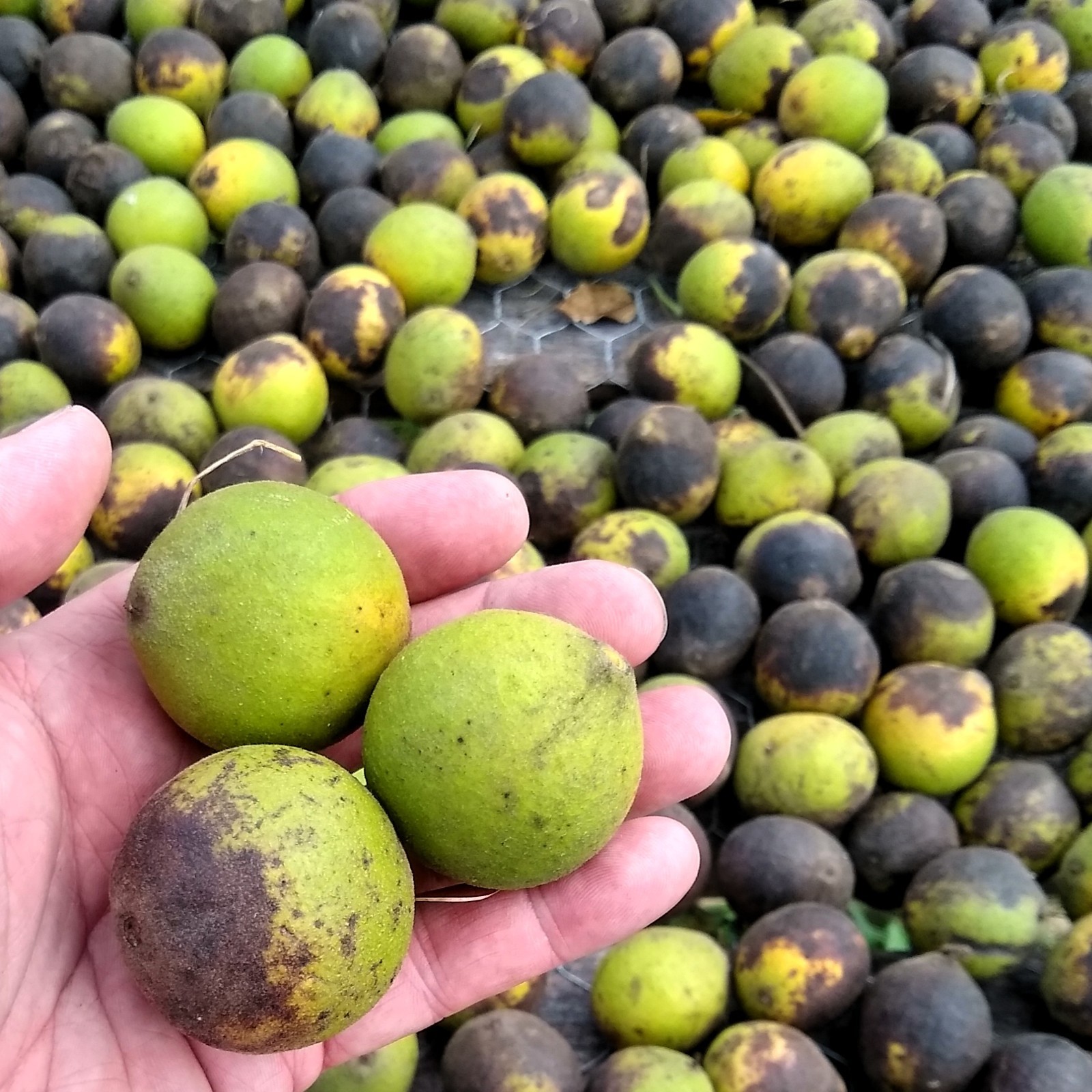 BLACK WALNUTS 3 LB Seed Nuts Fresh 2025 Harvest Naturally Farm Grown in Missouri