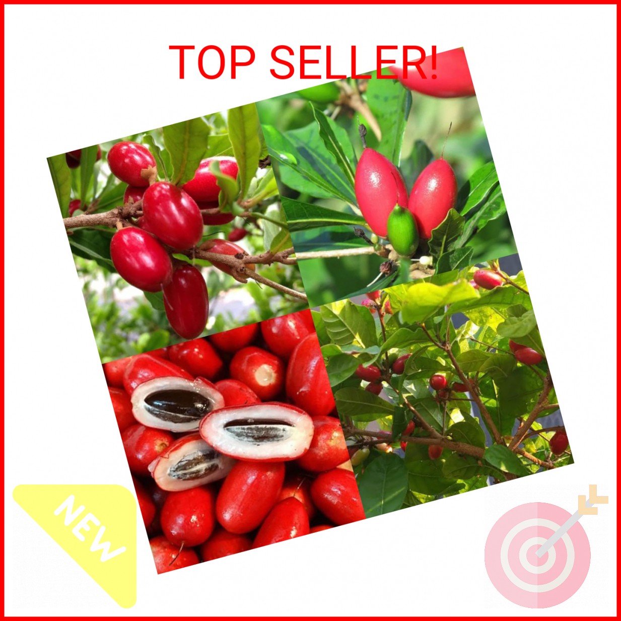 35+Tropical Miracle Berry Fruit Seed for Planting Outdoor-Edible Berries Plant Y