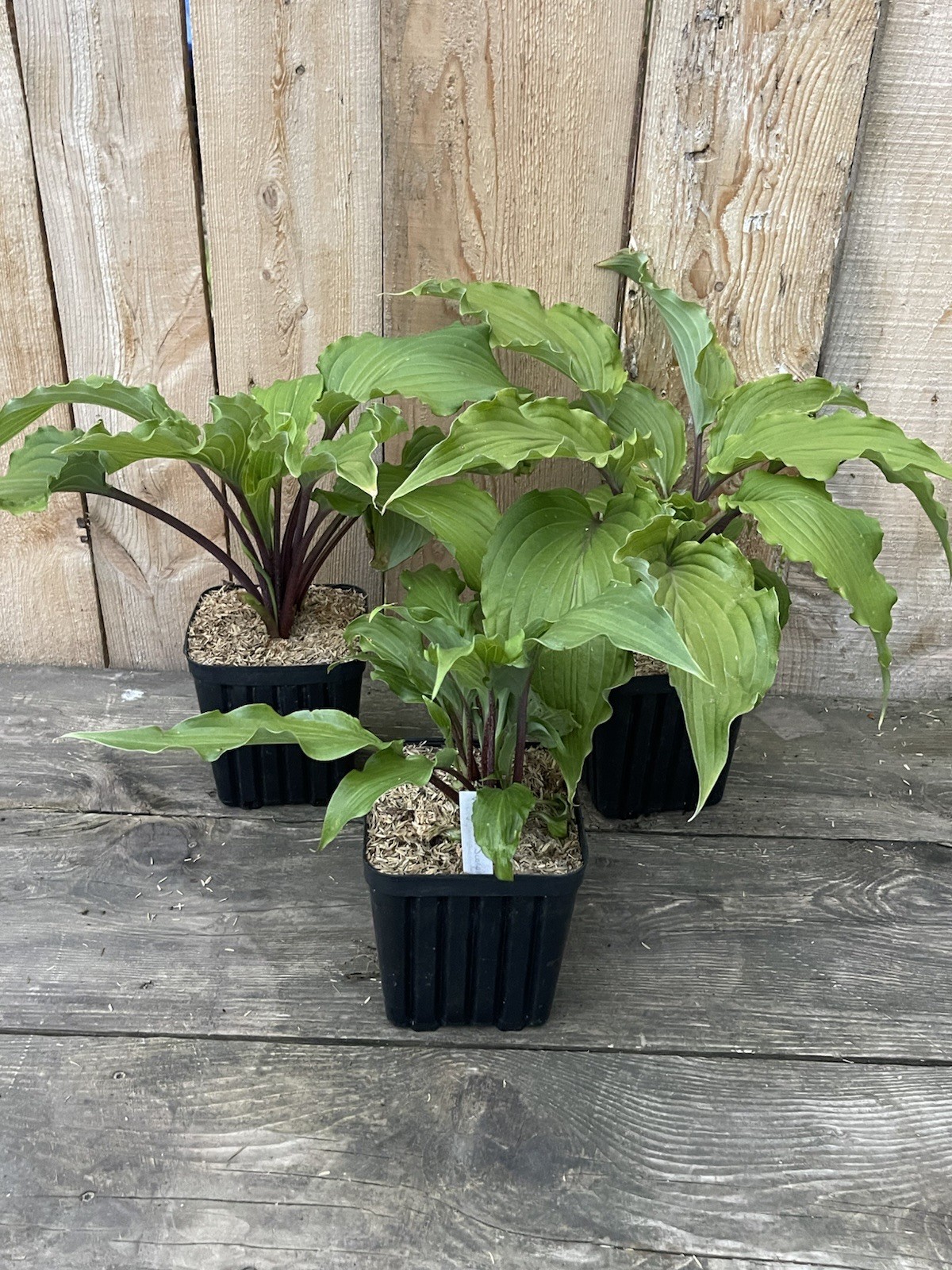 Potted Hosta ‘Valley’s Red Scorpion’ Plant 1gal Red Stem w/ Elegant Leaves WOW!