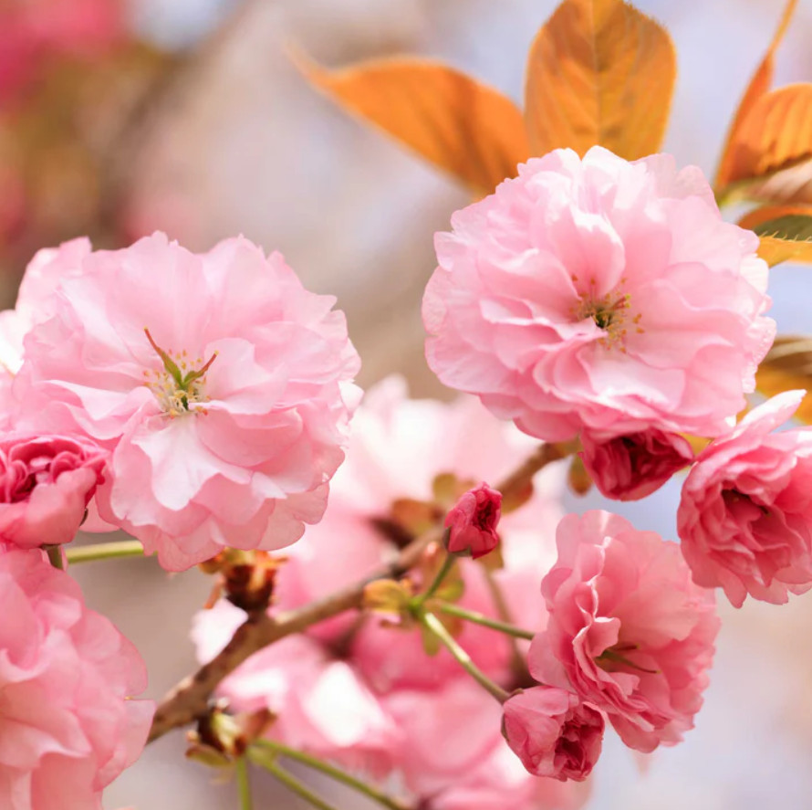 Kwanzan Japanese Cherry Tree – 8-14″ Tall Live Plant – 2.5″ Pot – Pink Flowering
