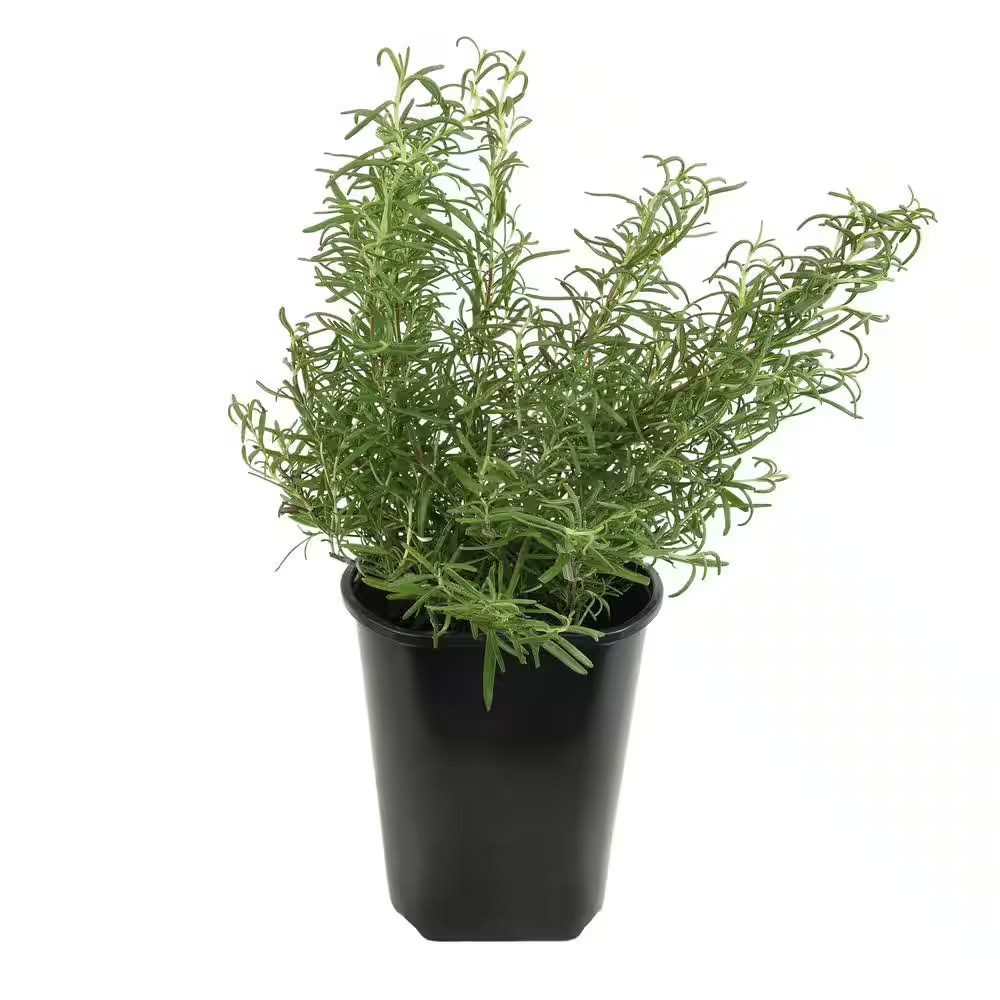 Ornamental Upright Rosemary Outdoor Plant Garden Annual in 1 Gal. Grower Pot