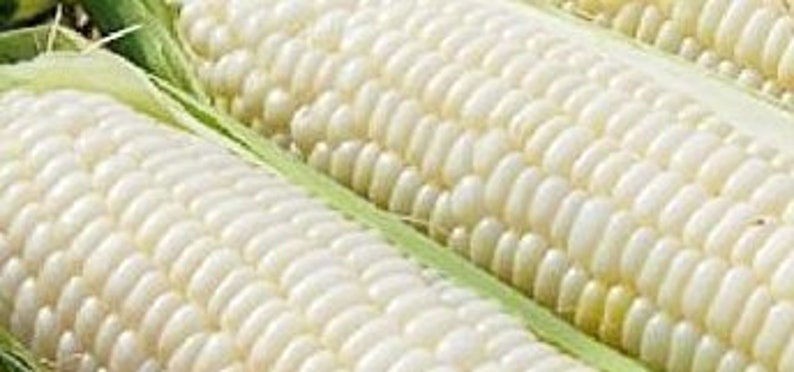Silver Queen Hybrid White Sweet Corn Seeds Free Shipping!