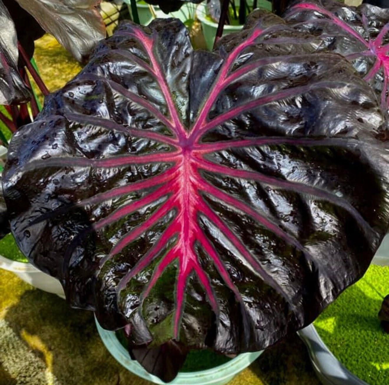 Black Lava – Colocasia esculenta- Elephant Ear – SMALL ROOTED STARTER Plant