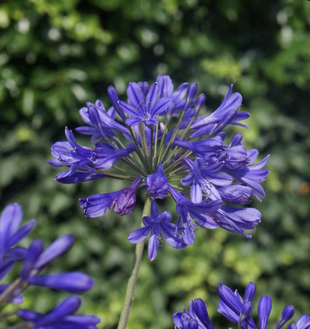 Agapanthus Variegated Miniature Plant Deep Blue Flowers 4.5” Pot Fresh Repot