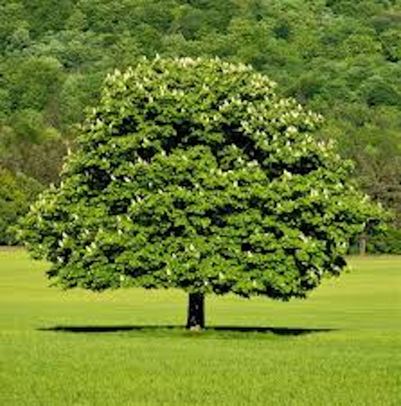 1 Dunstan Chestnut Tree 12-24″ Tall Hybrid Tree Bare Root