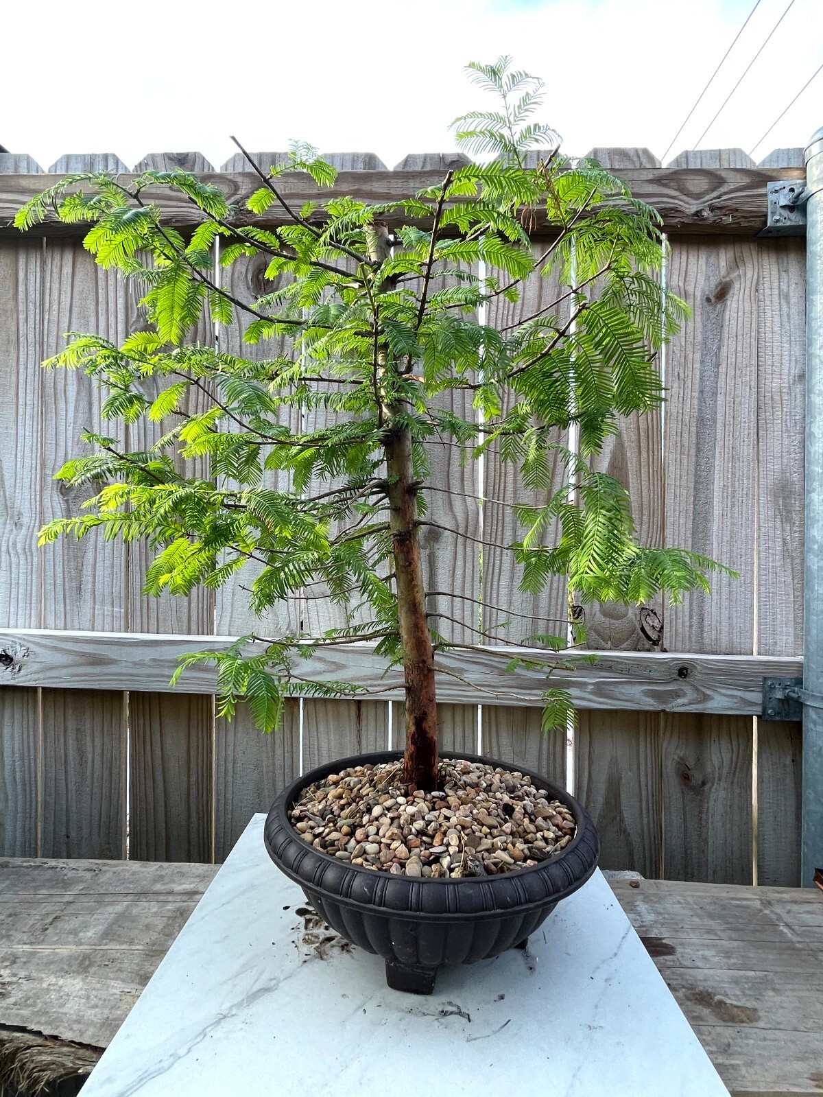 AWESOME! Fantastic Dawn Redwood Pre-Bonsai, 18 Years, GREAT TRUNK