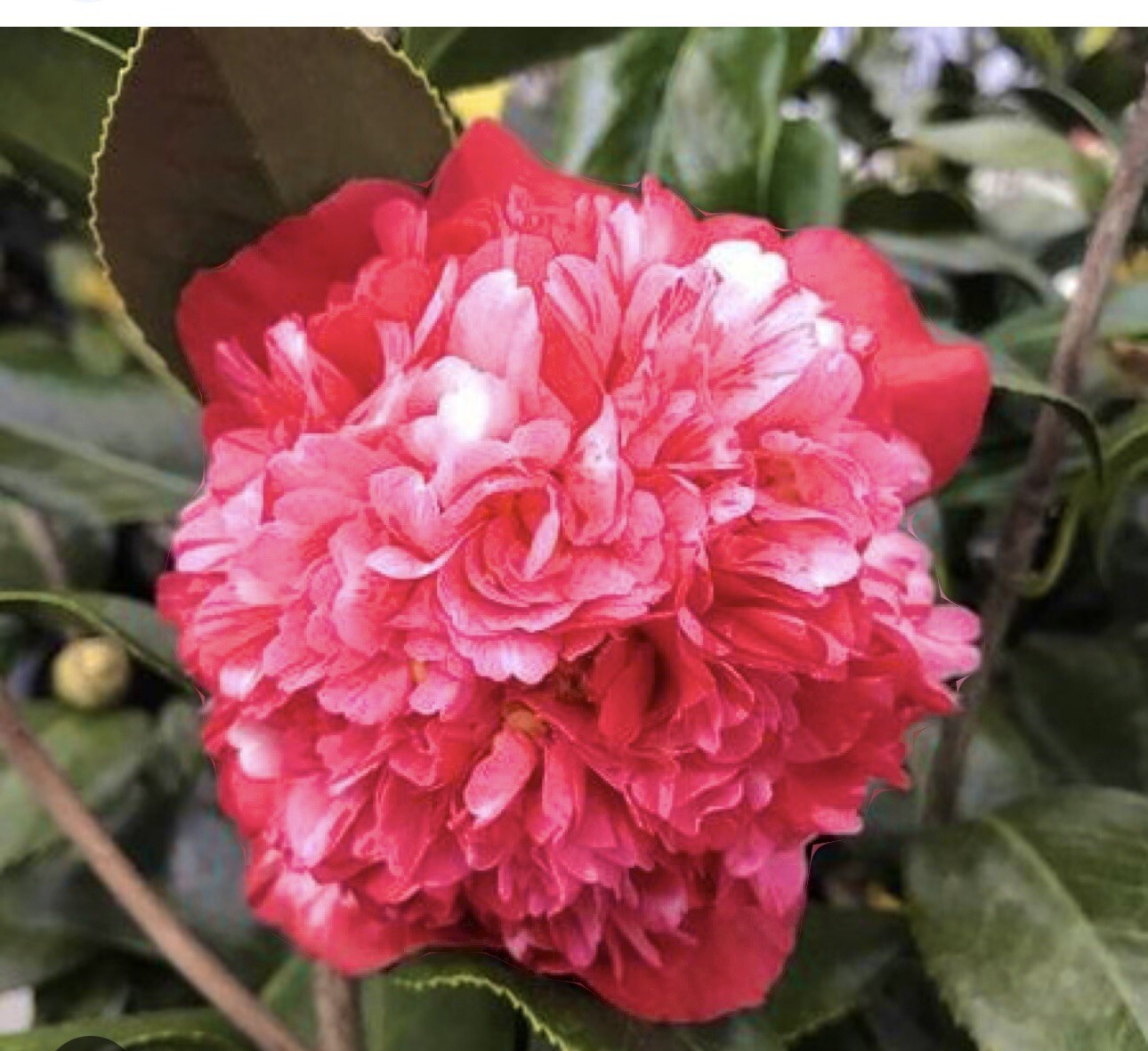 LAURA WALKER~~Camellia Japonica–Live STARTER Plant–VERY UNIQUE BLOOMS!
