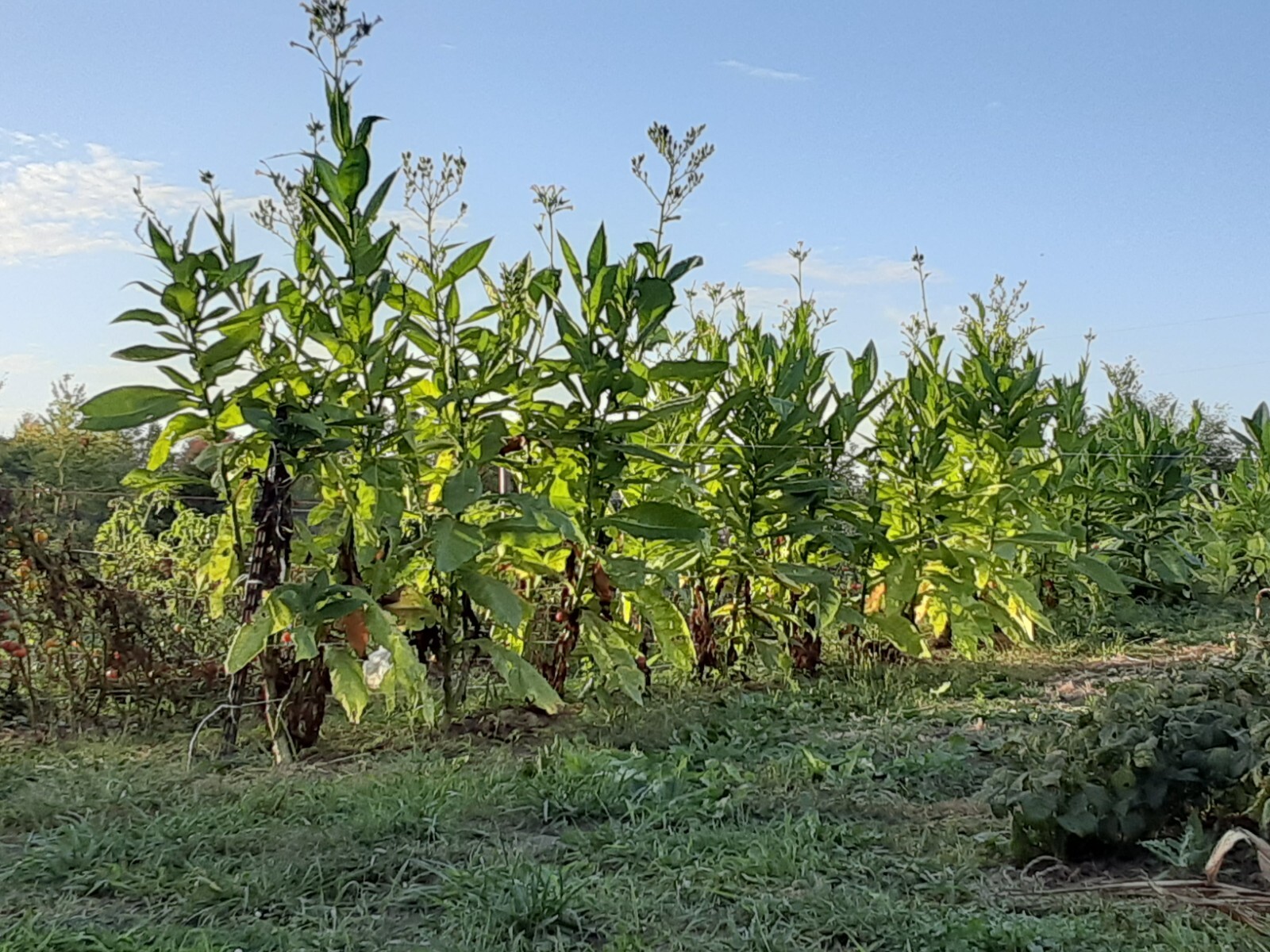 1000 “Great Lakes Gold” Tobacco Seeds FROM MICHIGAN! Organic, Heirloom, non-GMO