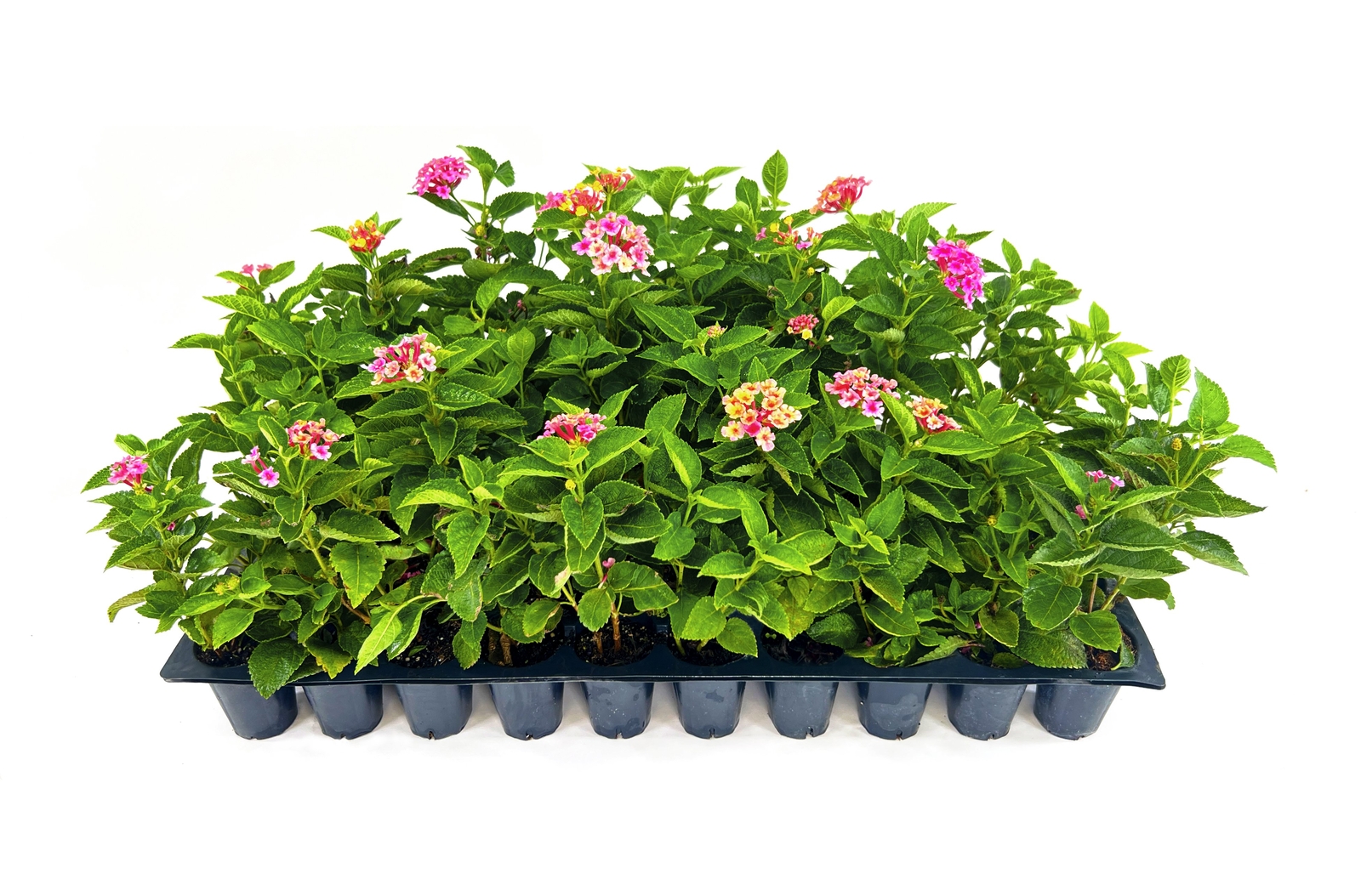 Lantana Confetti | Live Plants | Lantana Camara | Colorful Garden Shrub |…