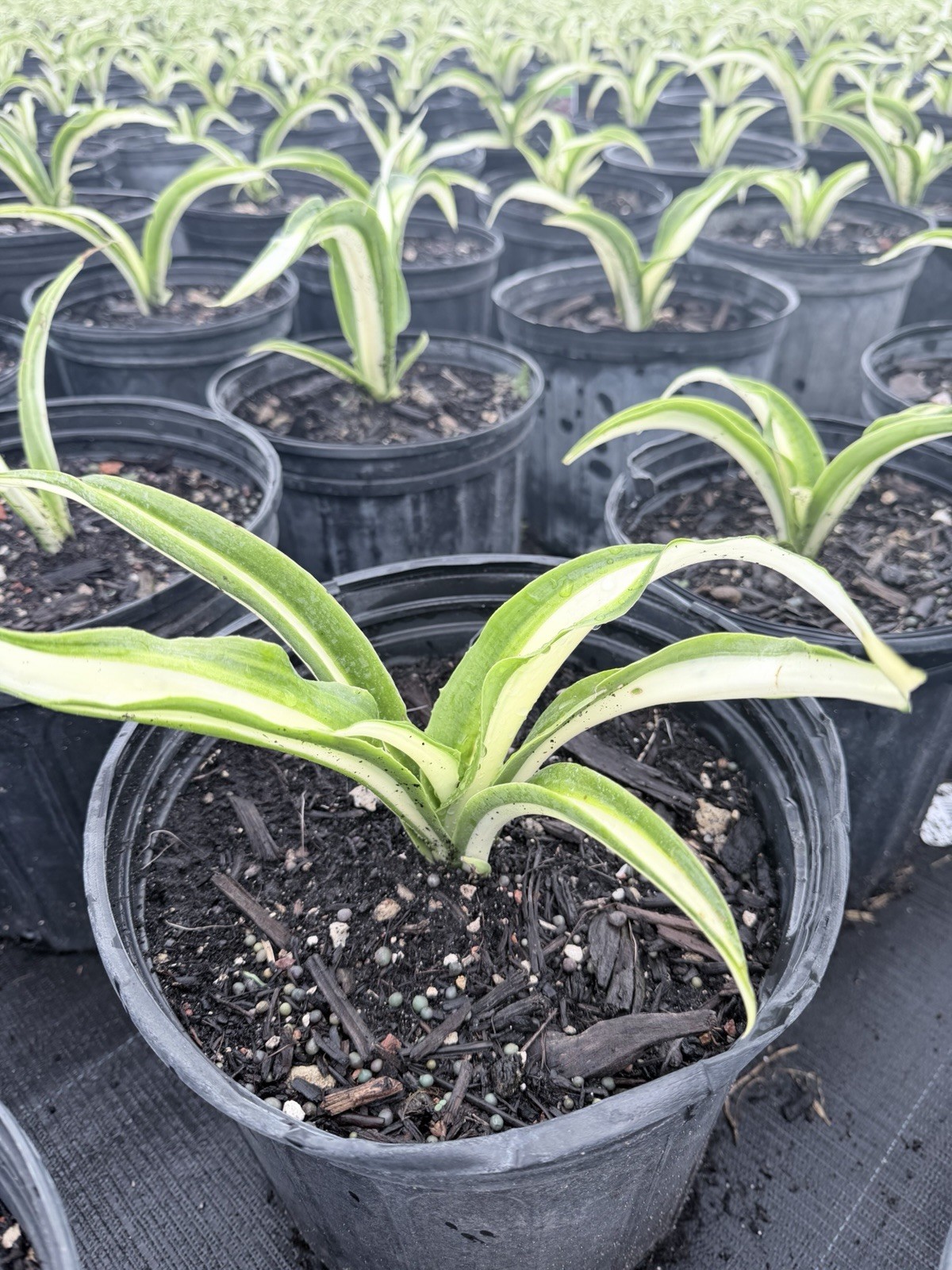 Furcraea Foetida | False Agave | variegated Mauritius hemp in quart size pot
