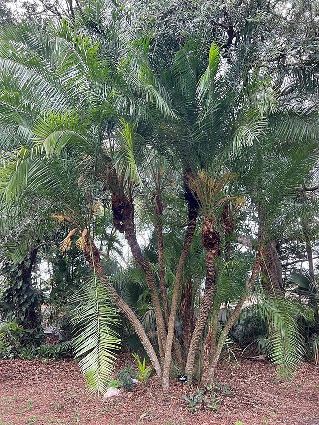 Phoenix rupicola | Cliff Date Palm | 10 Seeds