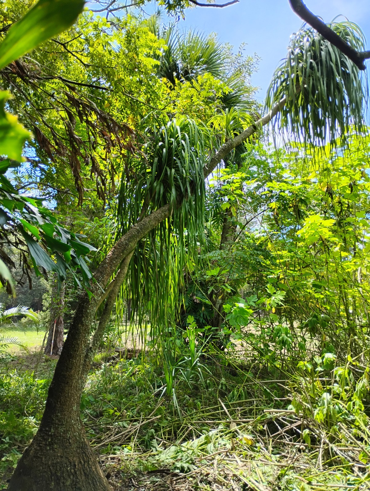 “Rare” Beautful Ponytail Palm 30 Year Old Tree
