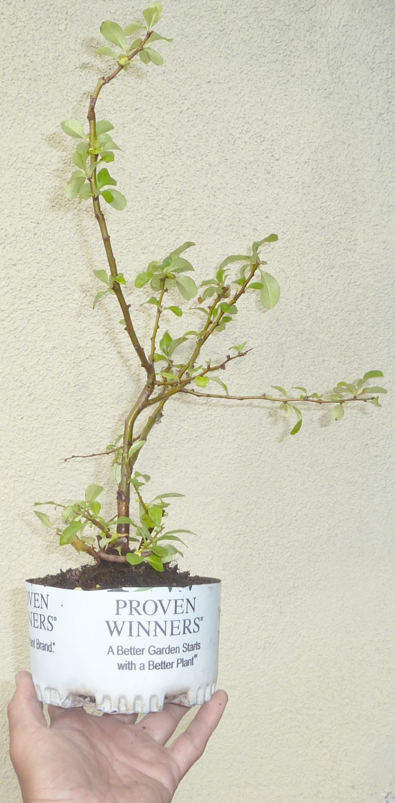 Chaenomeles Cameo Japanese Flowering Quince Pre Bonsai Dwarf Shohin Flowers