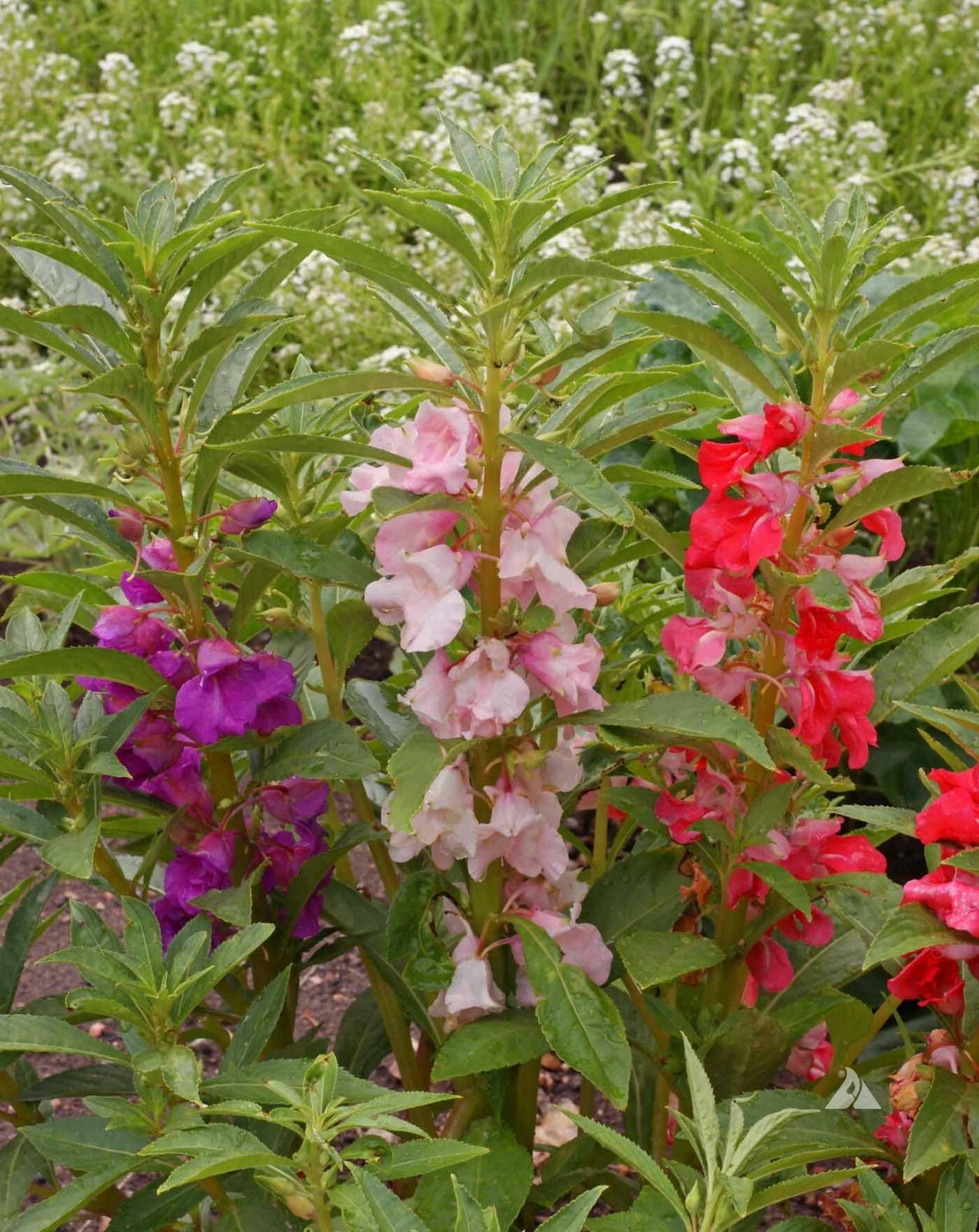 Balsam TOM THUMB MIX Impatiens Dwarf 12-16″ SHADE PART-SHADE Non-GMO 200 Seeds!