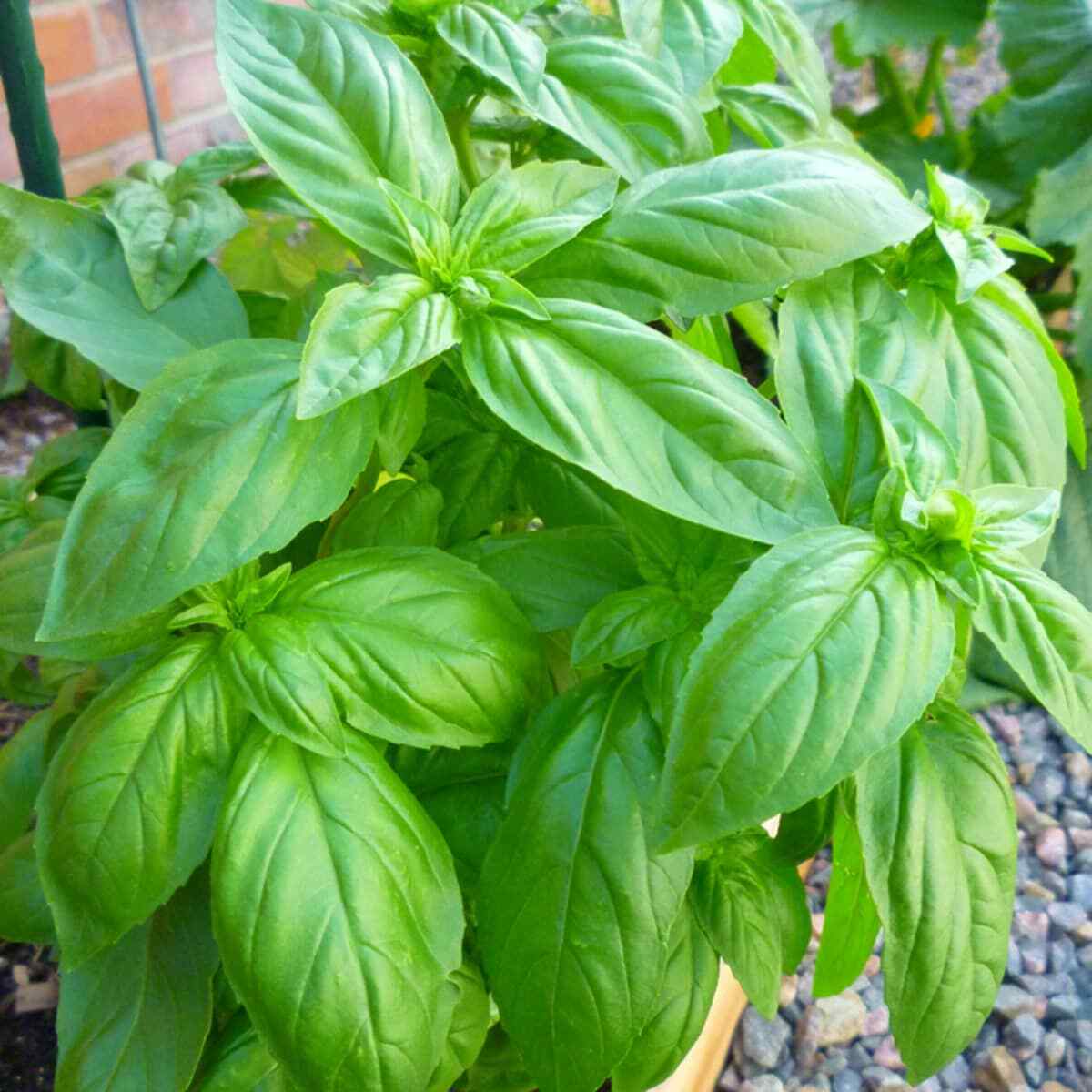 200 SWEET BASIL SEEDS ~ heirloomseedguy ~ 2026 ~ NON-GMO