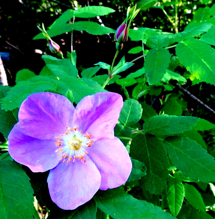 Alaska Wild Rose Flower – Rosa acicularis – 100+ Seeds – Rose Jam – From Denali