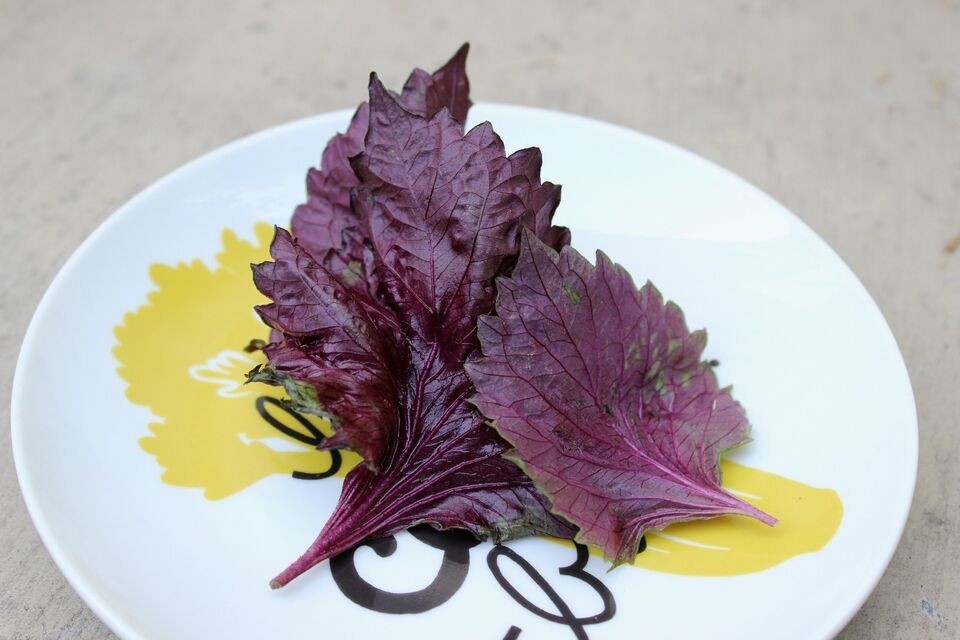 Live Purple Shiso Plants, Perilla, Beefsteak Well Rooted 6″+ tall Plant Herb